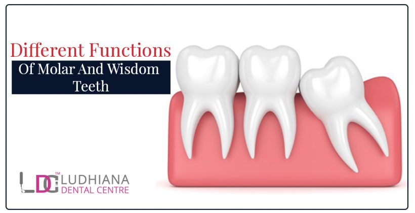 Different functions of Molar and Wisdom Teeth