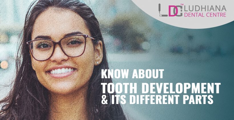 What do you need to know about tooth development and its different parts?